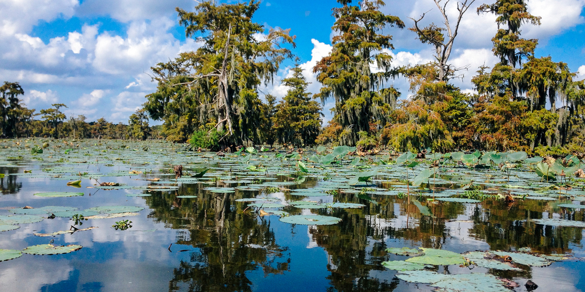 Louisiana Swamp - Cajun Creole Market - Contact Us